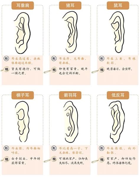 耳朵大小|面相耳朵图解【最详细版】 – 杨易德全集官网